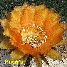 EP-H. Pucara.4.1.jpg 